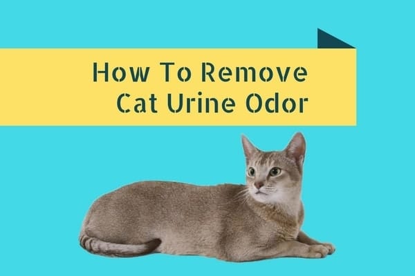 car urine remover