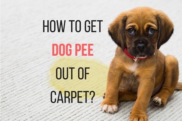 dog urine cleaner