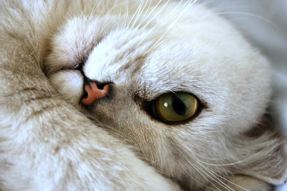 How to Clean Cat Pee and Get Rid of the Smell Using Enzyme Cleaner enzyme cleaner pet cat