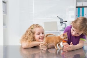 Combating Pet Odors Using Enzyme Based Cleaning Product Enzyme Based Cleaning Product Commercial urine remover