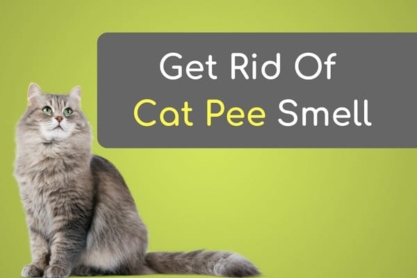 how-to-get-rid-of-cat-pee-smell